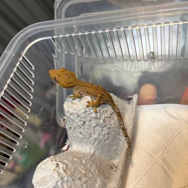 레이지 슈퍼달마시안