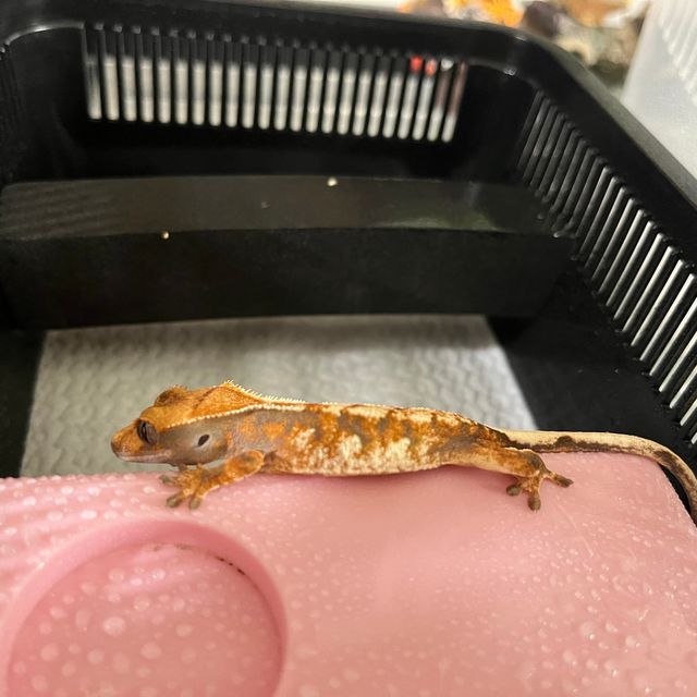 바브