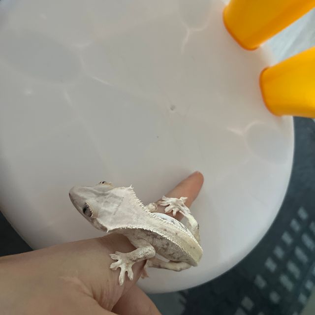 릴리화이트