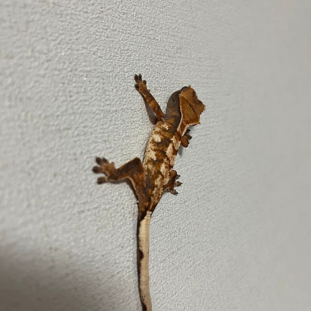 바브