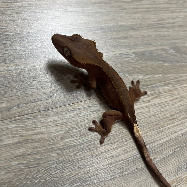 벅스킨 레드