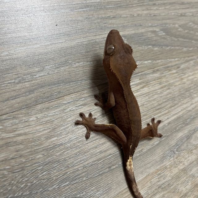 벅스킨 레드