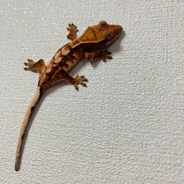 바브