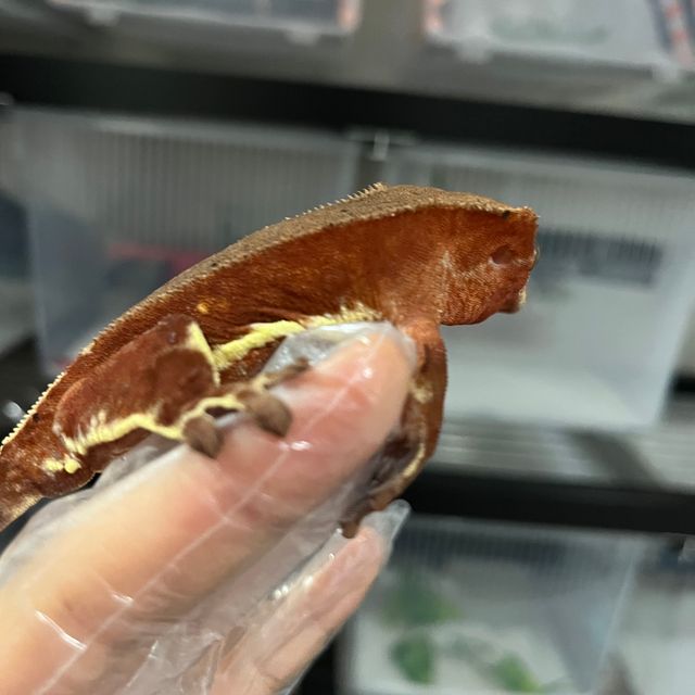 릴리화이트 팬텀 레드
