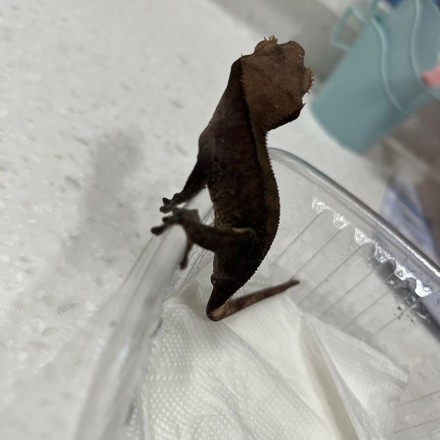 알티 챠콜