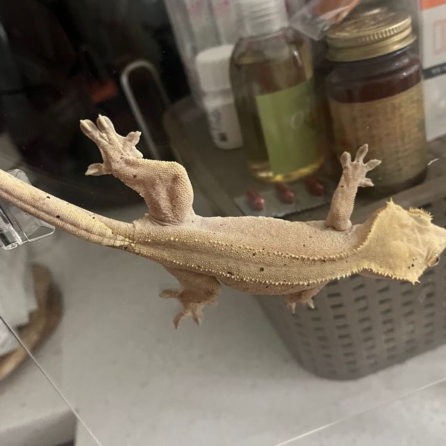 바이 레드