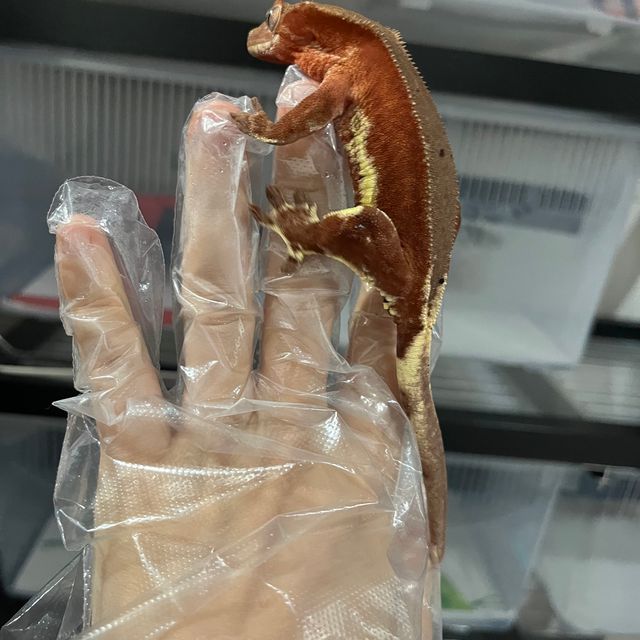 릴리화이트 팬텀 레드