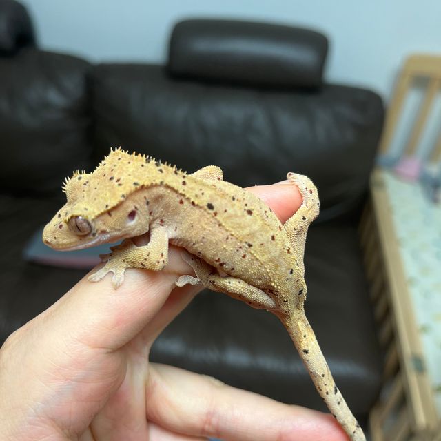 슈퍼달마시안