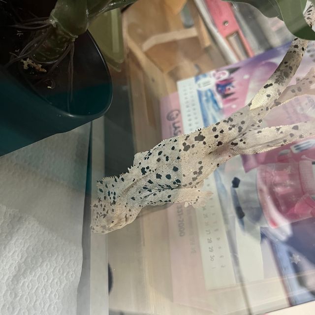 레이지 슈퍼달마시안