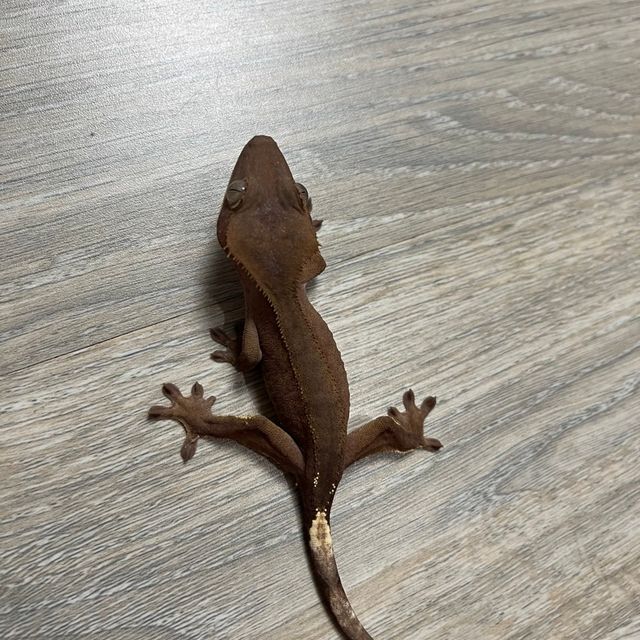 벅스킨 레드
