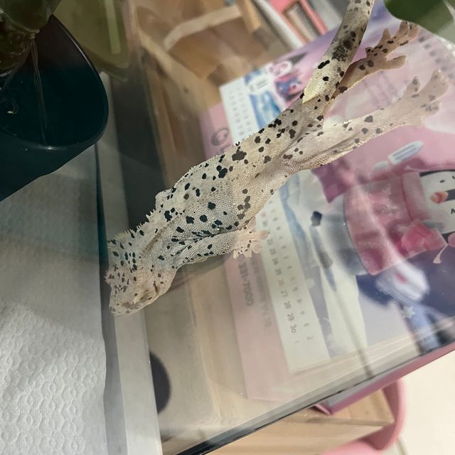 레이지 슈퍼달마시안