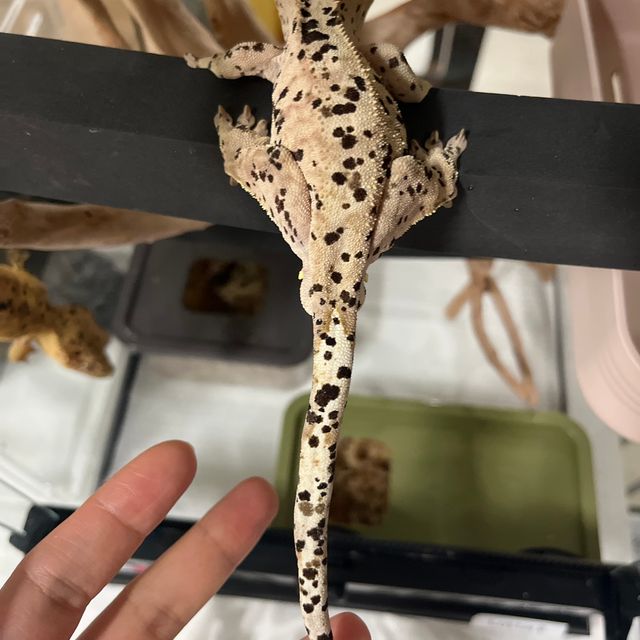 레이지 슈퍼달마시안