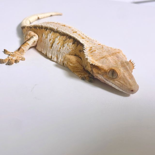 노멀 트라이 옐로우