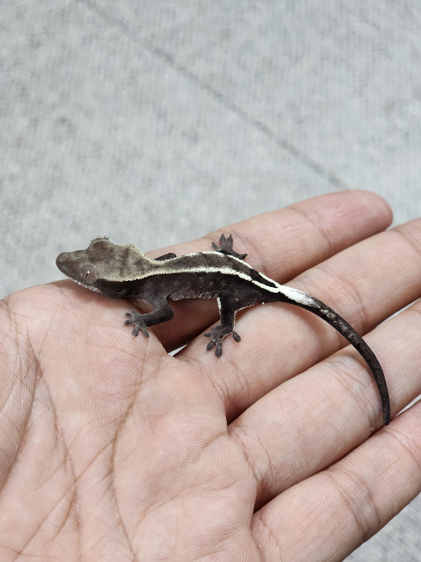 세이블 아잔틱