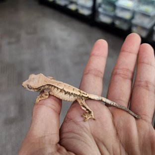 세이