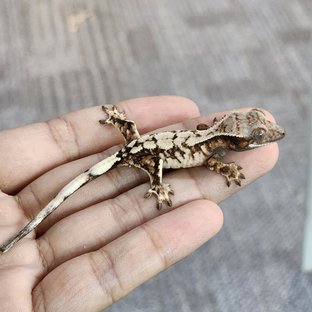 피들경매개체
