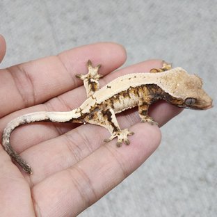 세이블