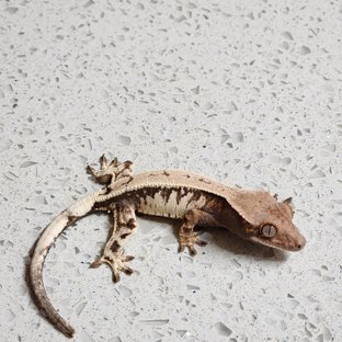 세이블