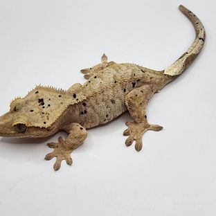 달마시안