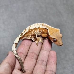크림세이블 암