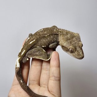 아잔틱