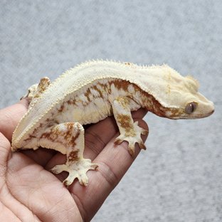말랭