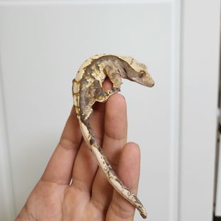 트라이