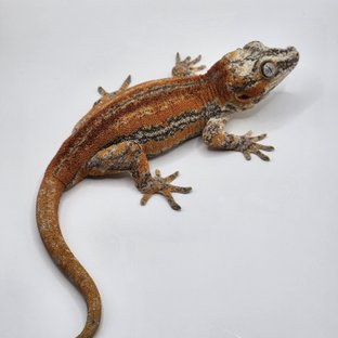 레드 오렌지 스트라이프