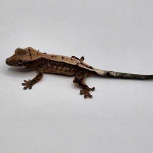 쿼드 세이블 100%헷아잔틱