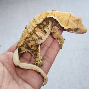 사프란