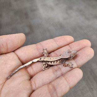 세이블