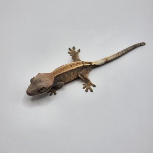 세이블 100%헷아잔틱