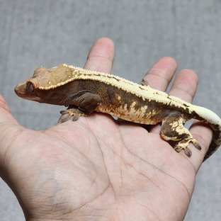 세이블 100%헷아잔틱