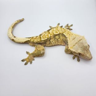 트라이
