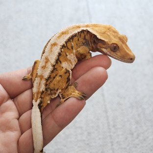 레오나