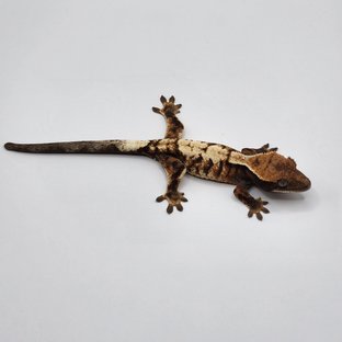 텐저린 타이거 세이블