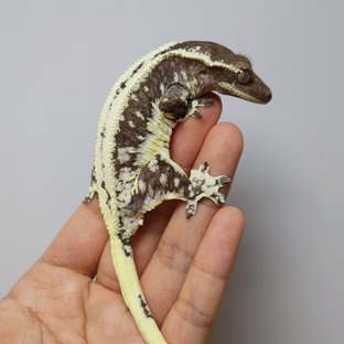 연우