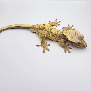 트라이