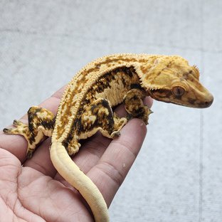 카이로