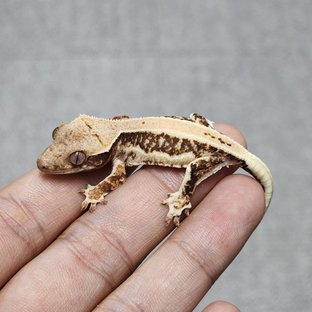 릴리100%헷아잔틱