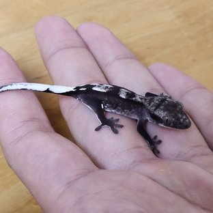 아잔틱