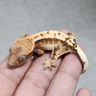 세이블 100%헷아잔틱