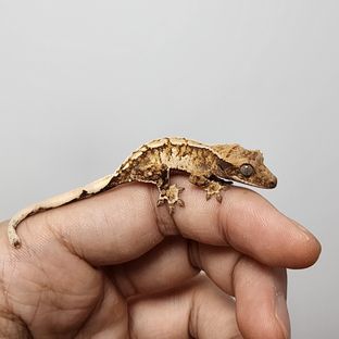 트라이