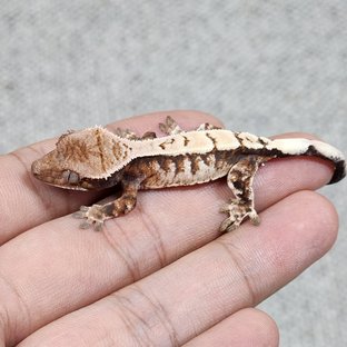 세이블