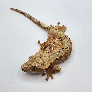 달마시안 스트로베리
