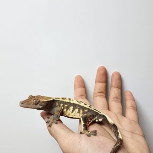 세이블