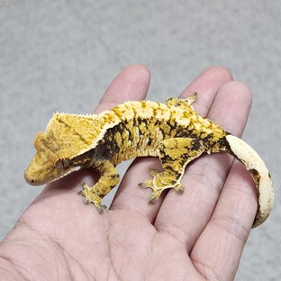 트라이 화이트크라운