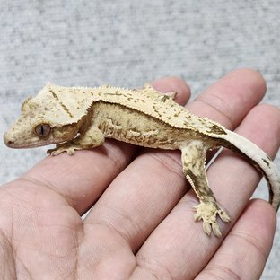 100%헷아잔틱