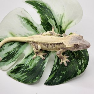 릴리 세이블