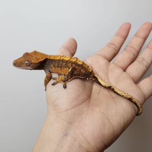텐저린 익스트림할리퀸